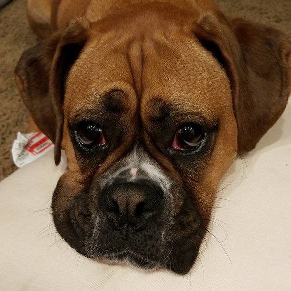 Meet your Posher, Ariana - Picture 5 of 7